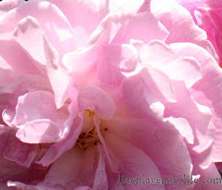 rose-splendorin-my-garden-by-lb-as-seen-on-linenlavenderlife-com